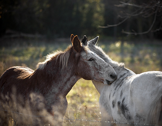 The Horse Whisperer
