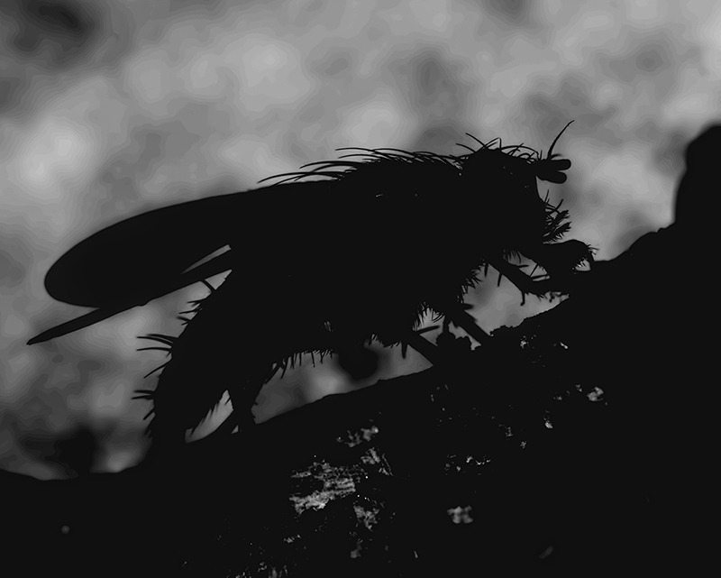 The Fly