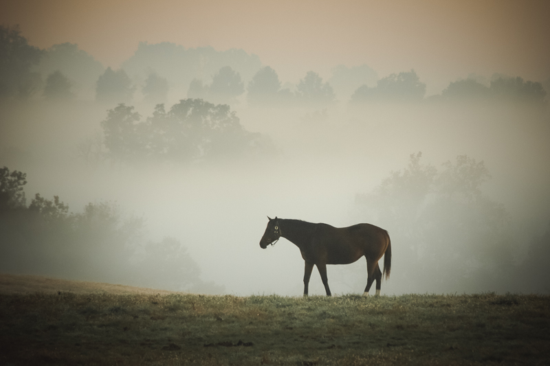 Foggy Morning