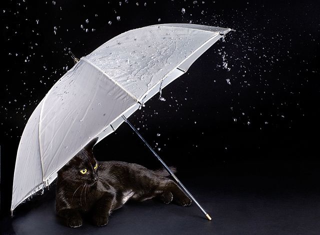 Umbrella