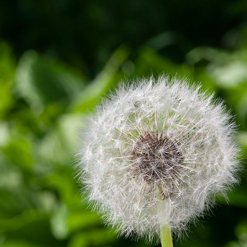 Dandelion Ball