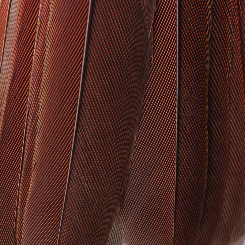 Cardinal Tail Feathers