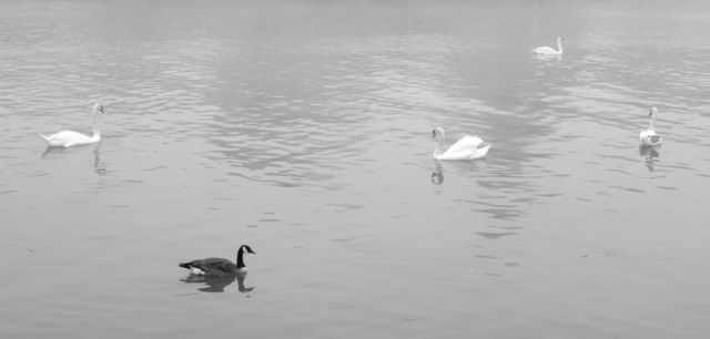 SwanWannaB