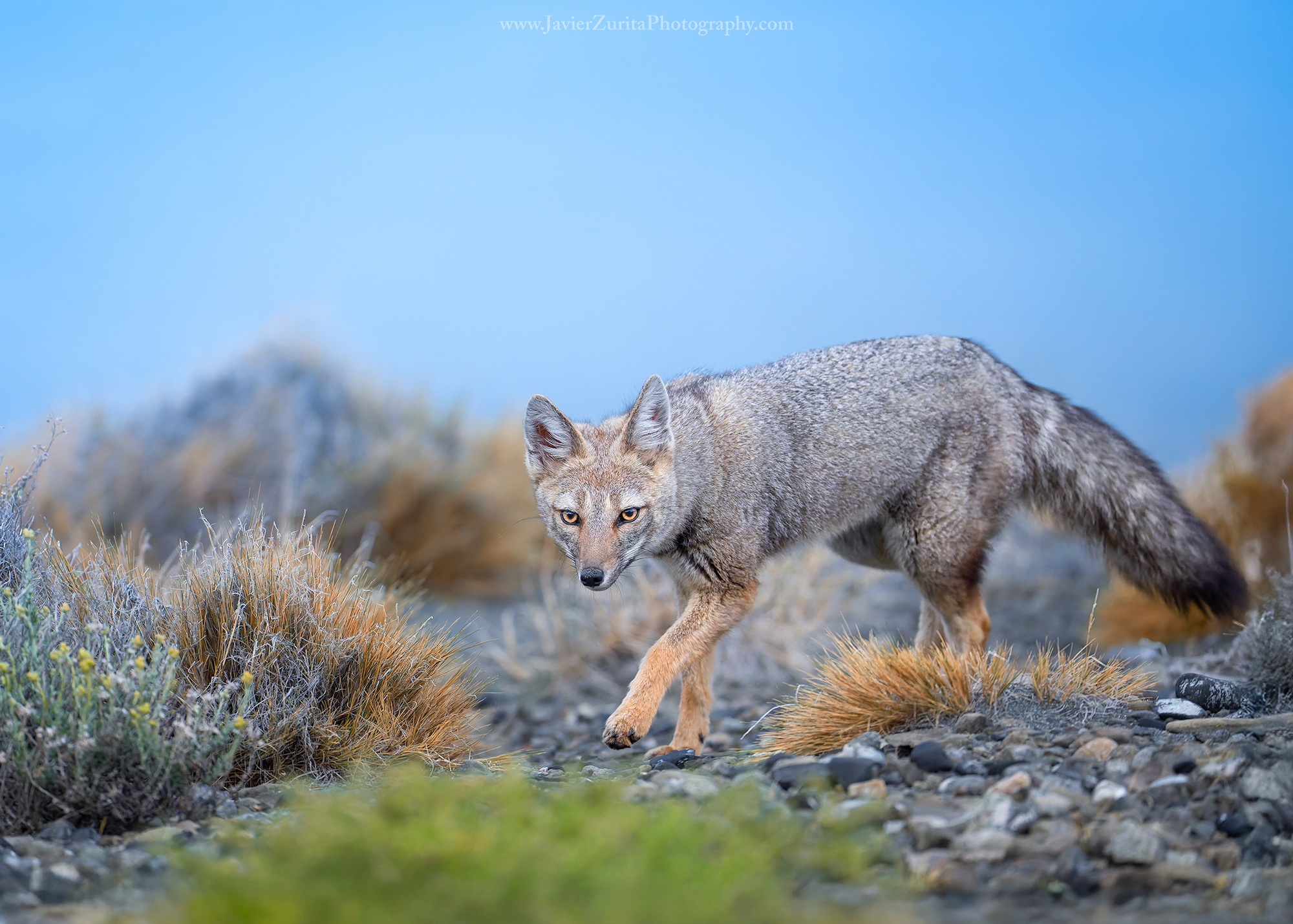 © 2026 JavierWP