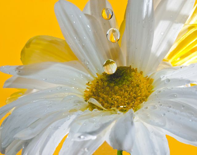 Reflections of the Daisies