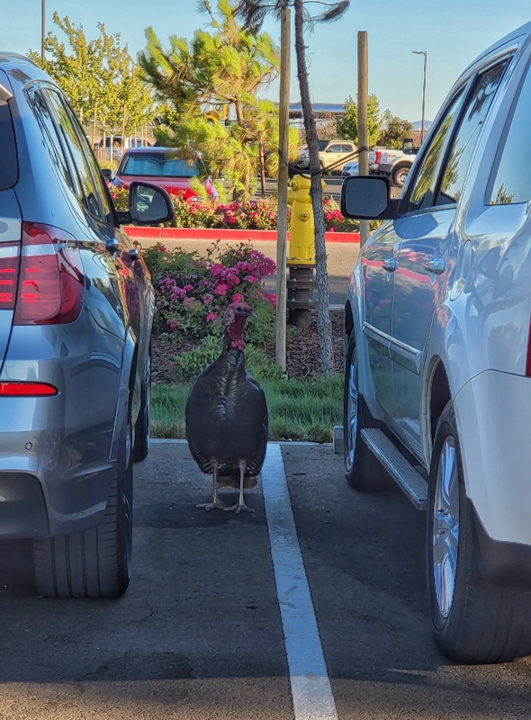 Gobble Gobble, I Got Locked Out of My Ride Again