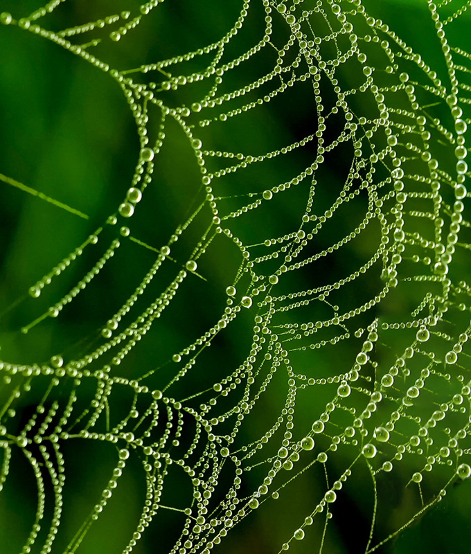 Spiderweb