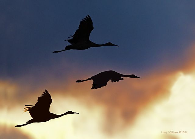 "Flying into Night"