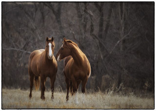 Domestic animals