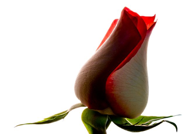"That which we call a rose.