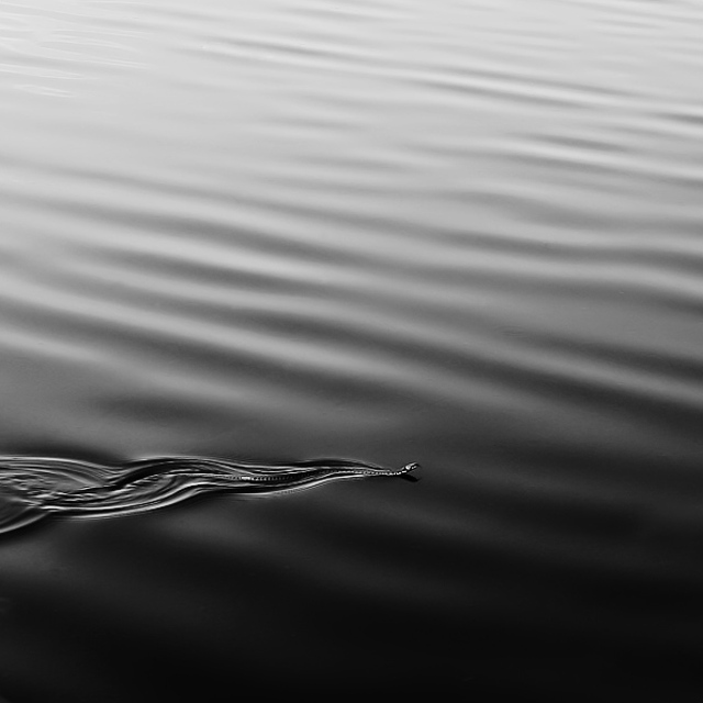 ondulation