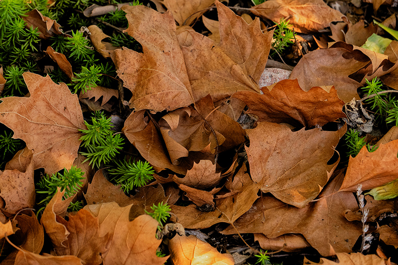 "All The Leaves Are Brown..."