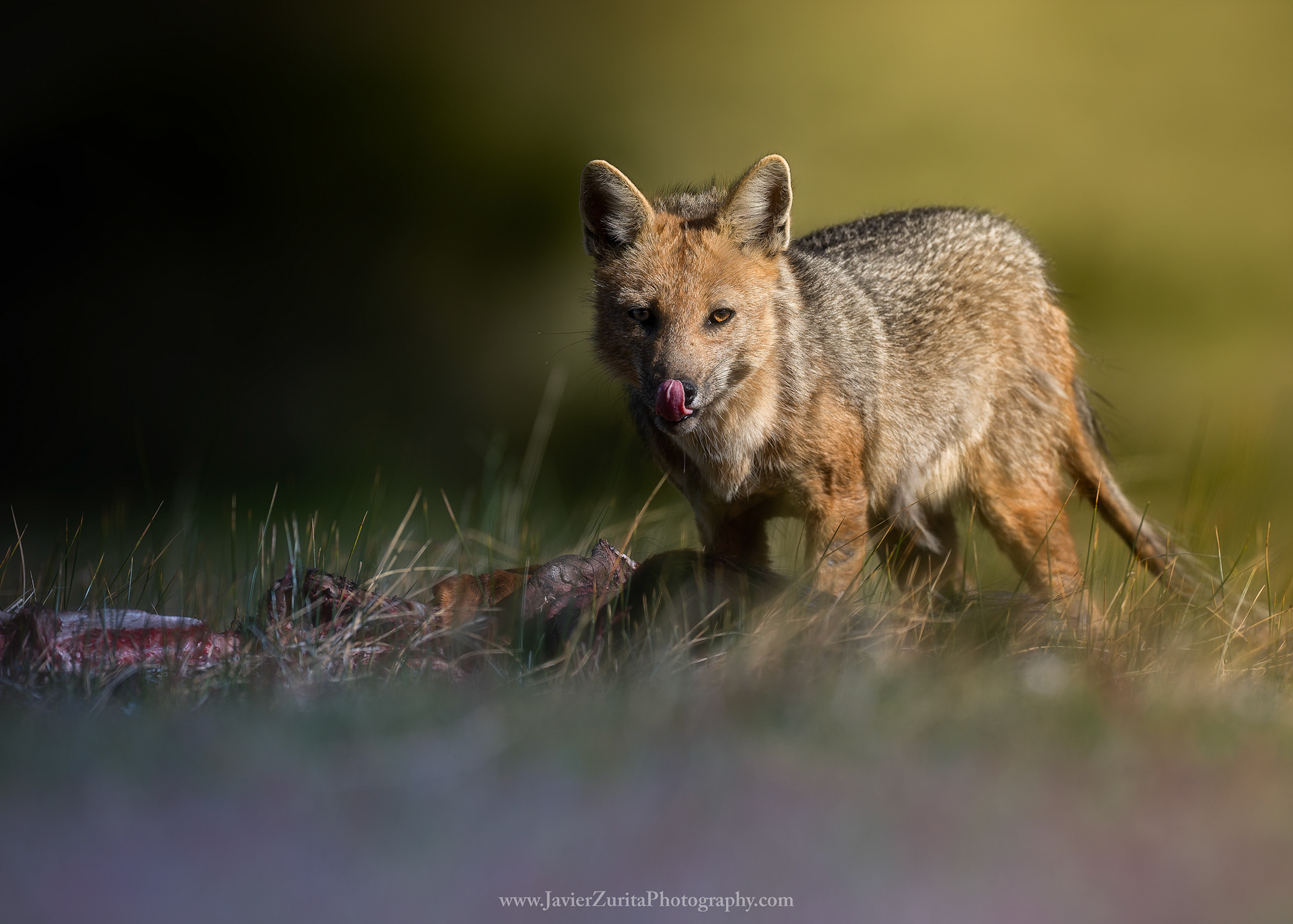 © 2026 JavierWP