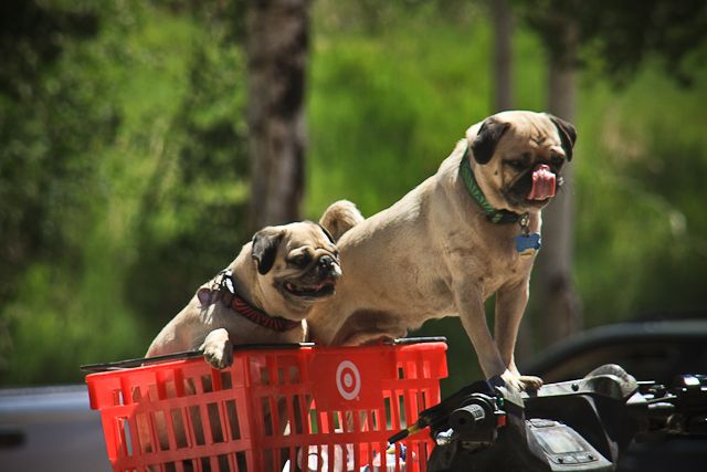 Going for a ride!