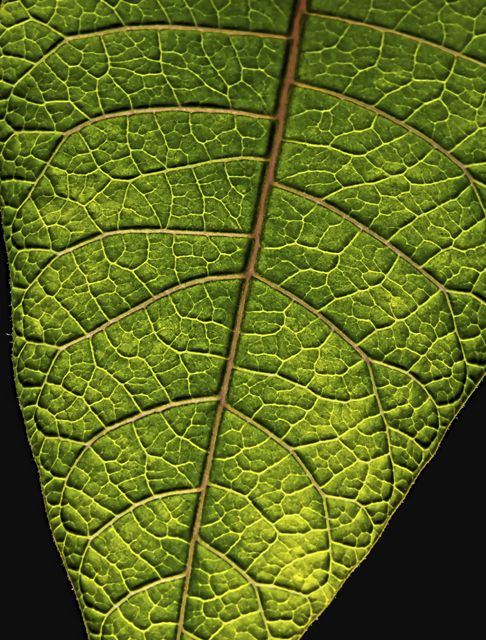Poinsetta leaf