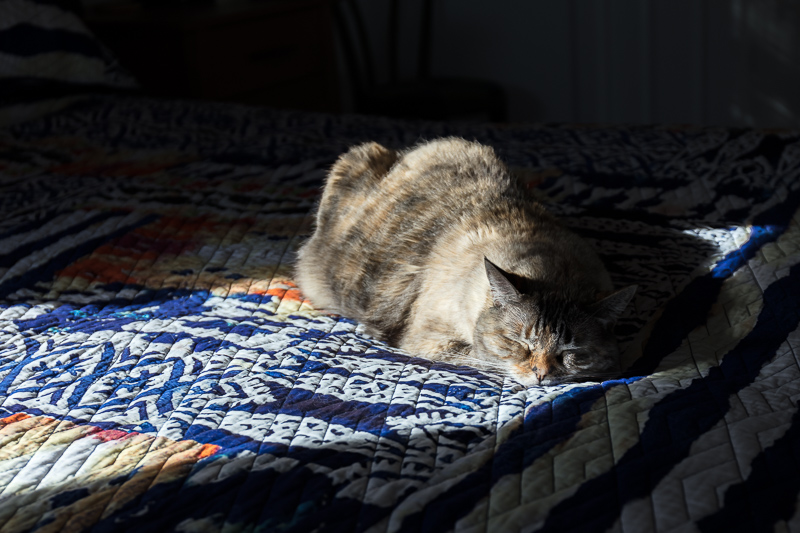 Warm Winter Light