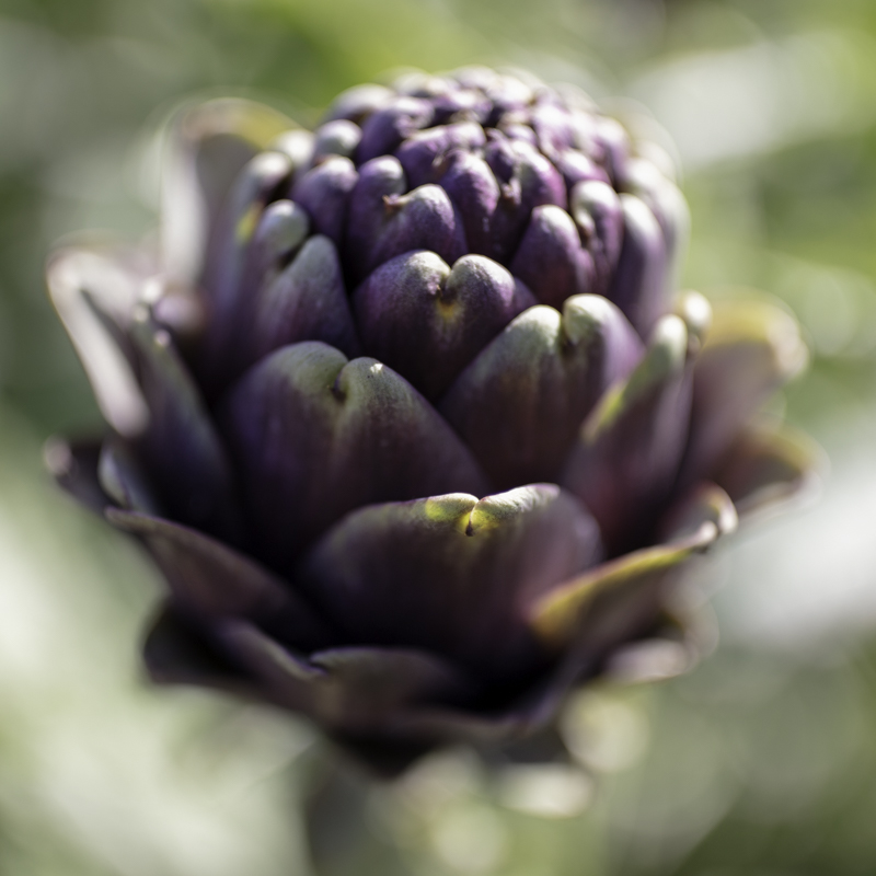 Purple artichoke