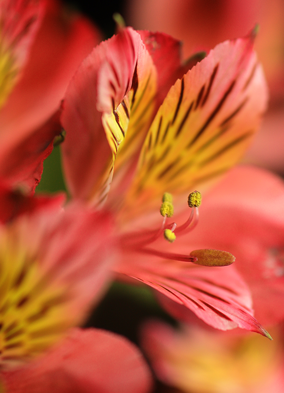 Red &amp; Yellow ...