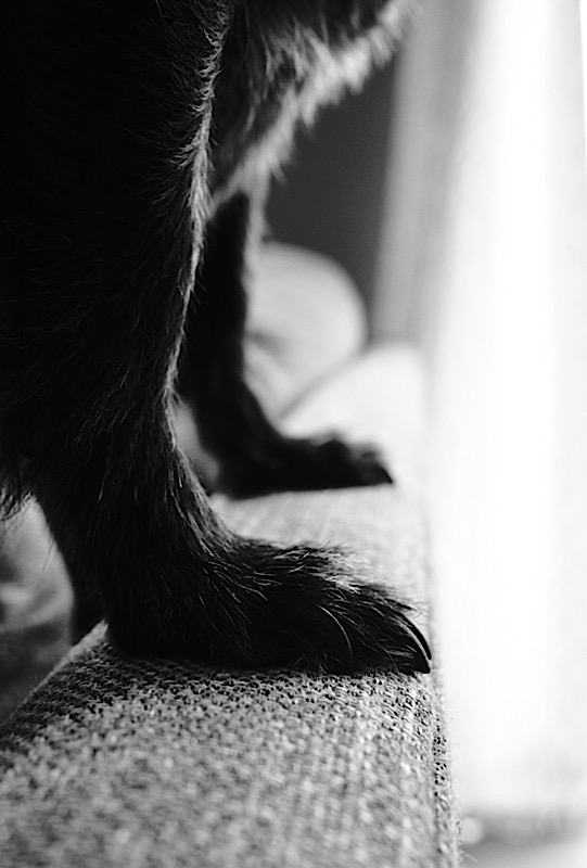 WA #928- legs