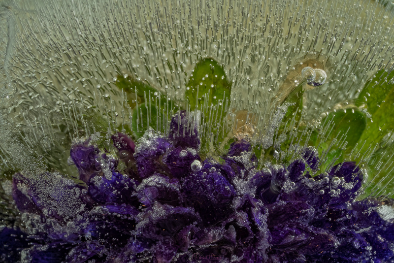Frozen Flower