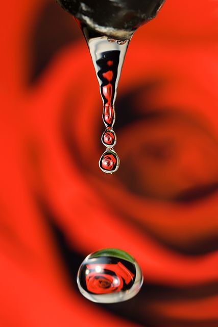 Rose Water