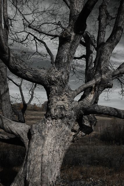 The Soul of a Tree
