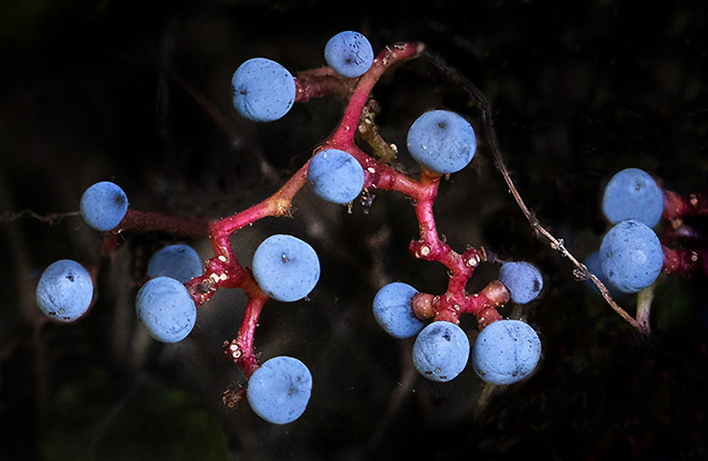 Grape Ivy