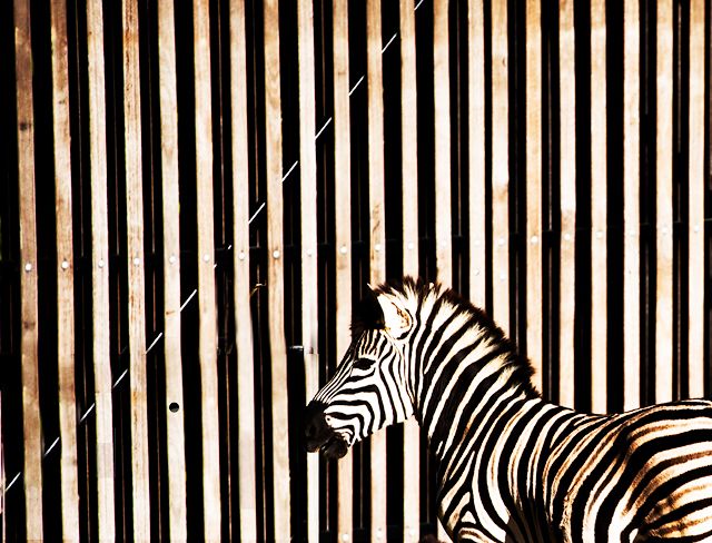 Contrasting camouflage