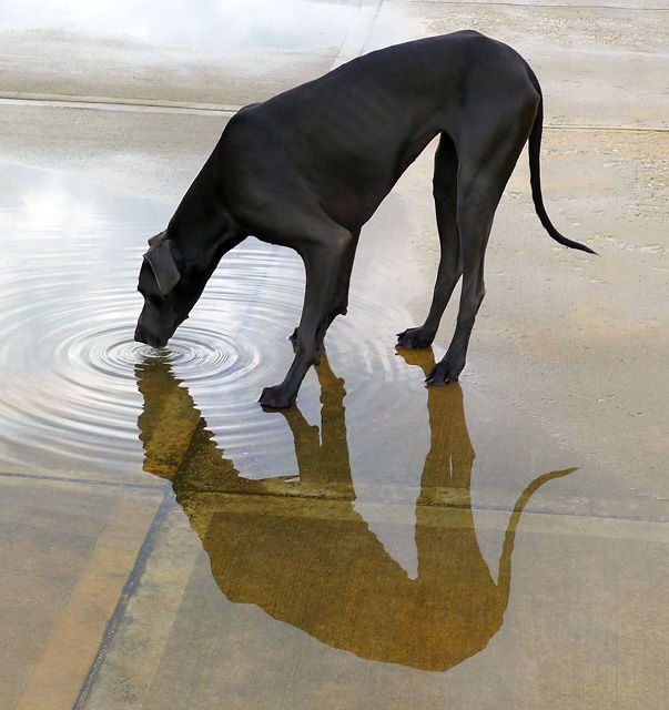 Double Dane