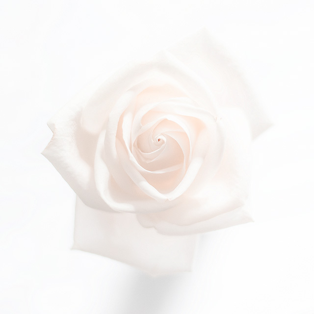 white rose