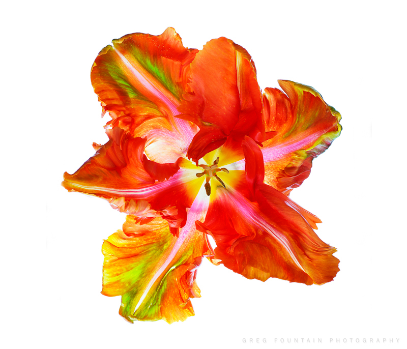 French Tulip