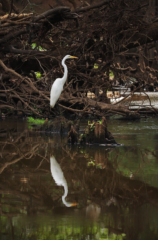 Great Egret