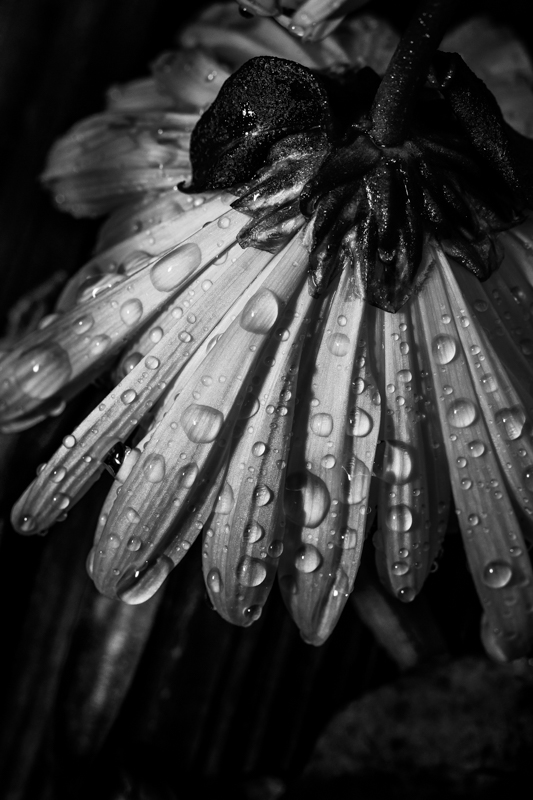 Morning rain