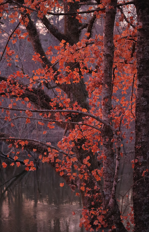 Along the Bayou