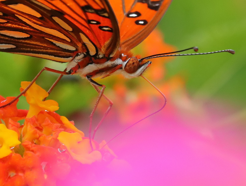 Gulf Fritillary &amp; Flowers