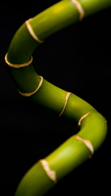 Bamboo SSsshoot