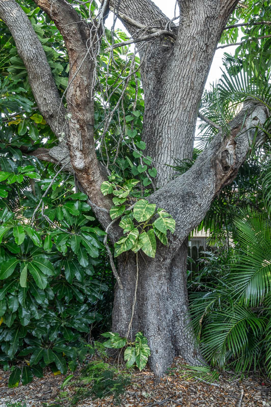 My Tree
