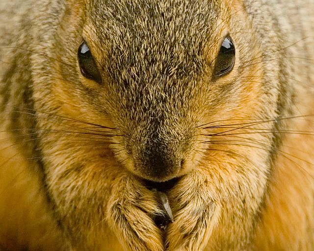 Fat Squirrel