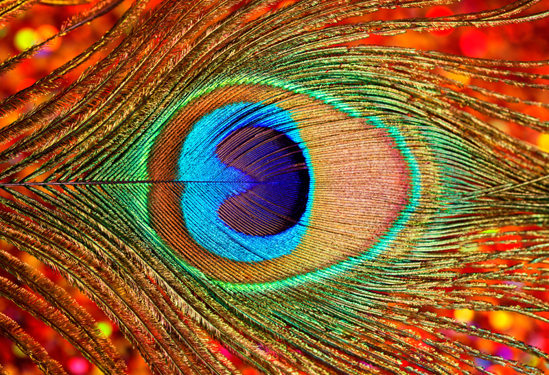 Eye of the Feather