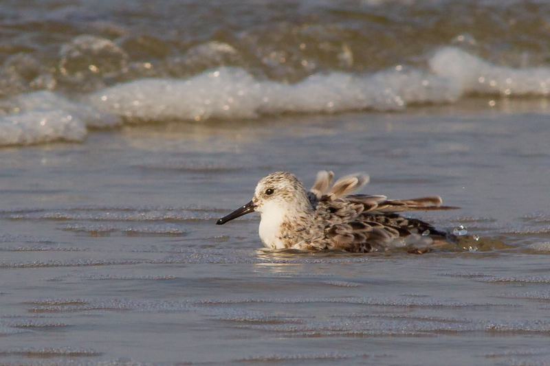 Sandeling ...