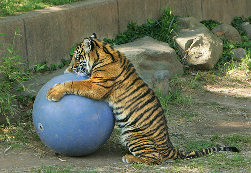 Havin' A Ball