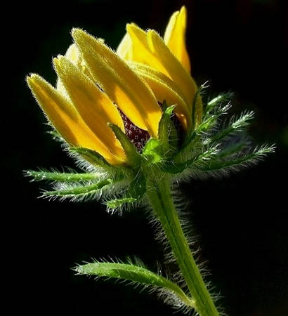 Here Comes The Sun