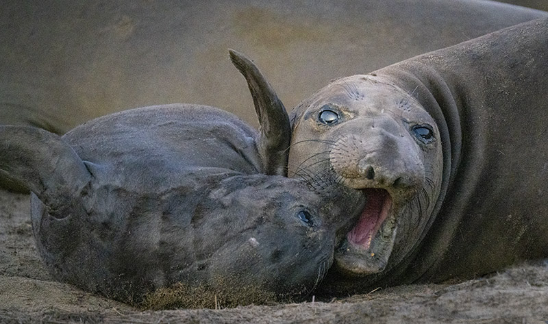 Craving Mom's Attention