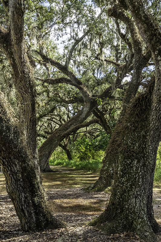 Faerie woods
