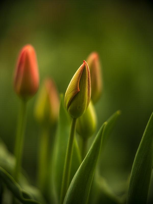 Spring's Beauty