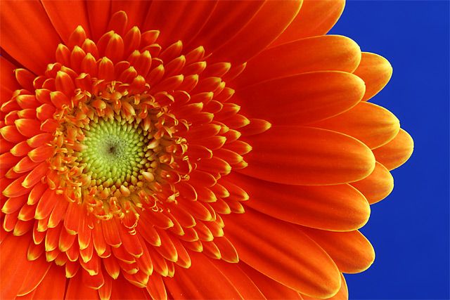 Just Orange