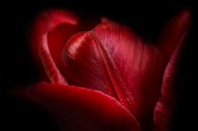 Tulip