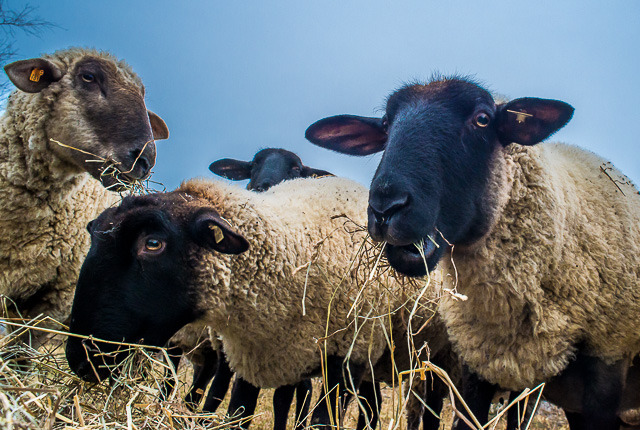 From a Sheep's Point of View