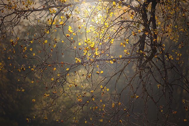 Early morning, early Autumn