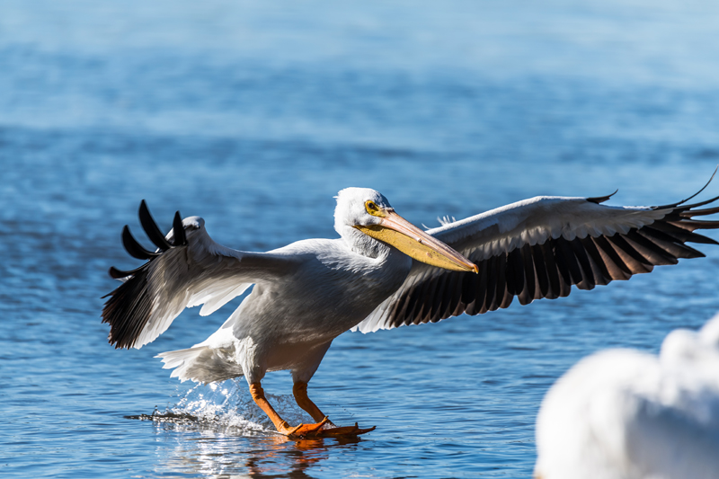 Pelican Landing